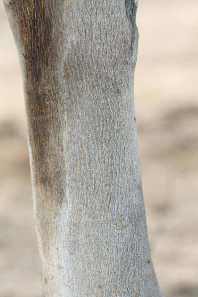            Bark (Riverside, CA)   